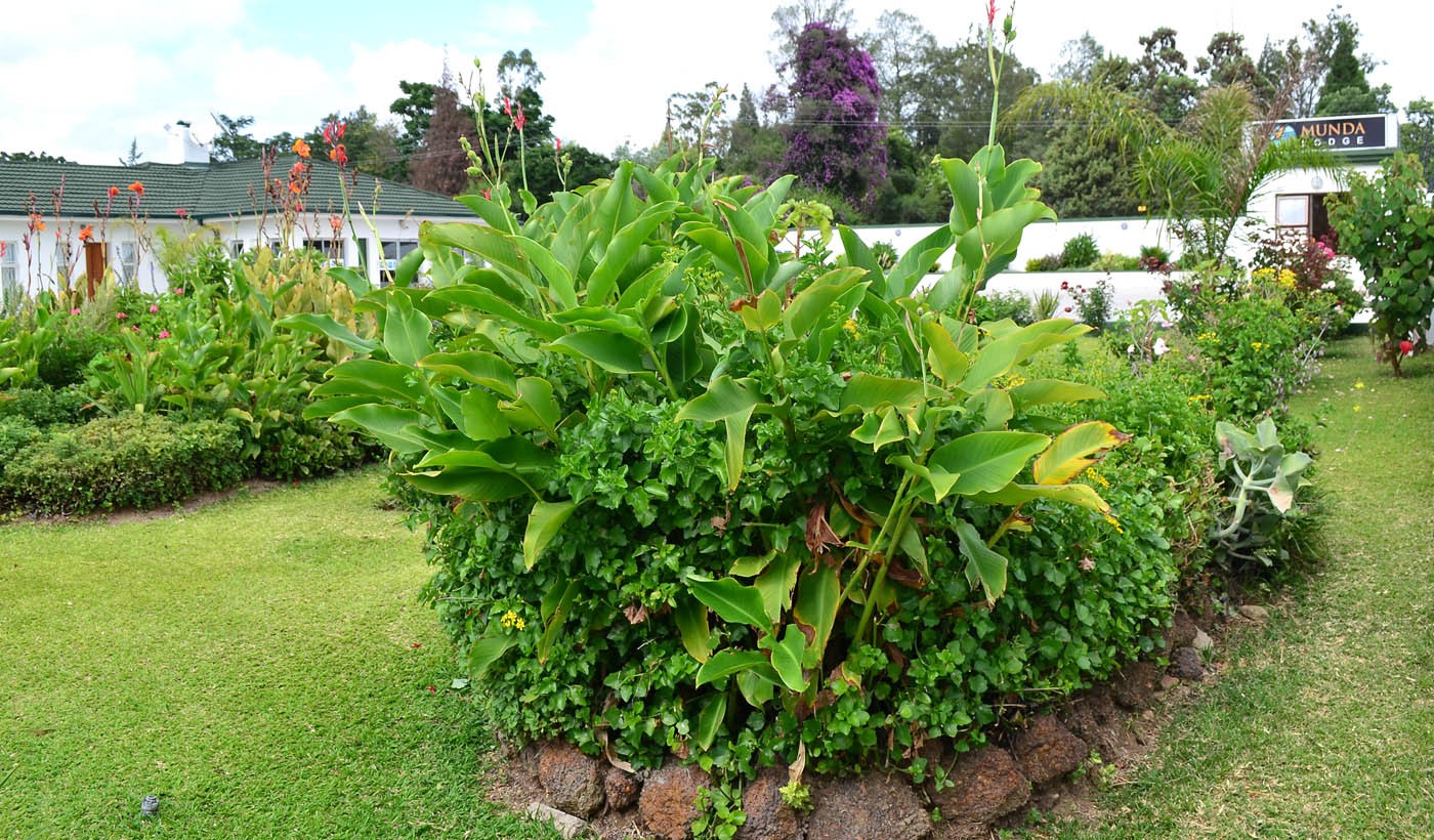 Lovely gardens 